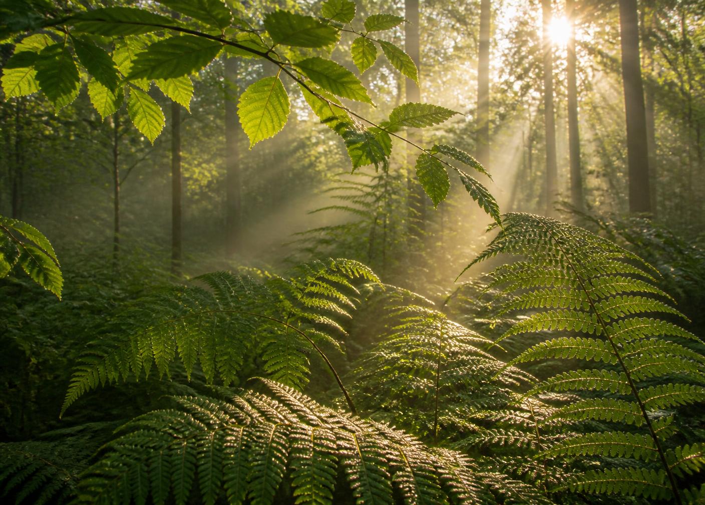 Sunlight streaming through ferns and green forest foliage in early morning mist
